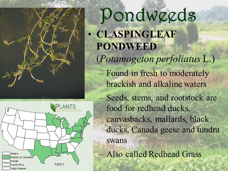 Pondweeds CLASPINGLEAF PONDWEED (Potamogeton perfoliatus L.) Found in fresh to moderately brackish and alkaline